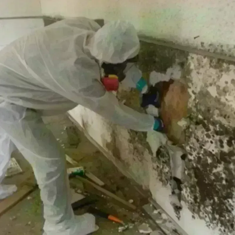 Mold Remediation and Removal in Bellevue, WA